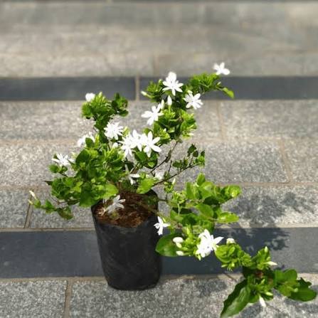 Kakada Jasmine Plants — Jasmine sapling available at Agro Nursery Garden